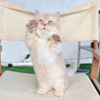 Munchkin