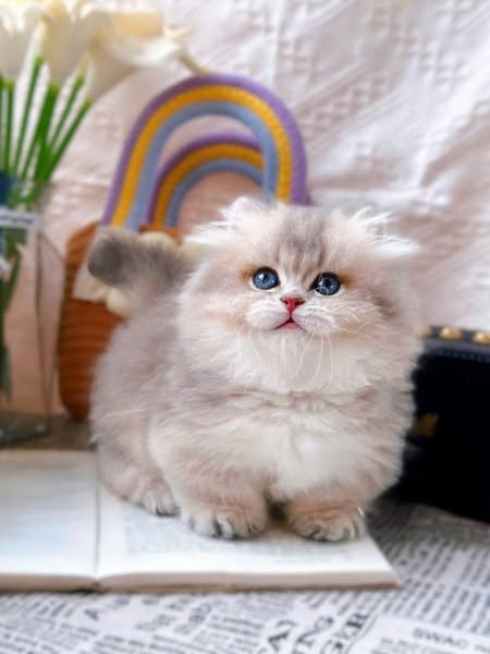 Munchkin Longhair