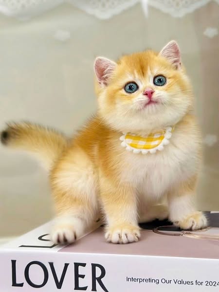 British Shorthair