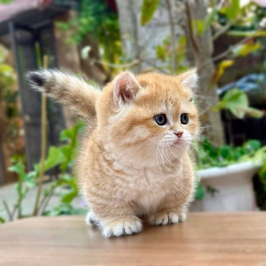 Munchkin
