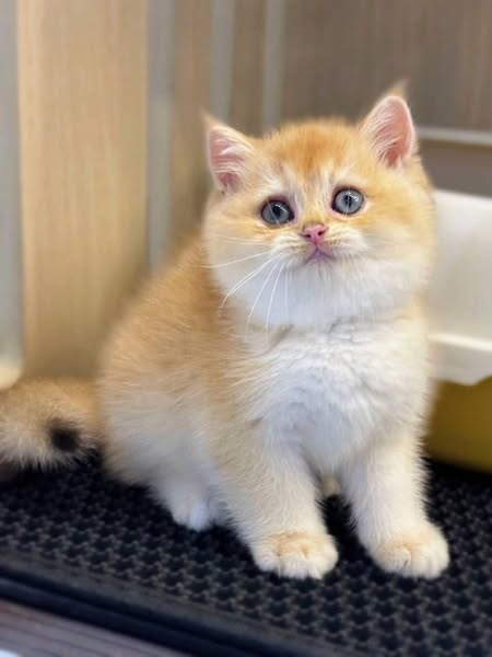 British Shorthair