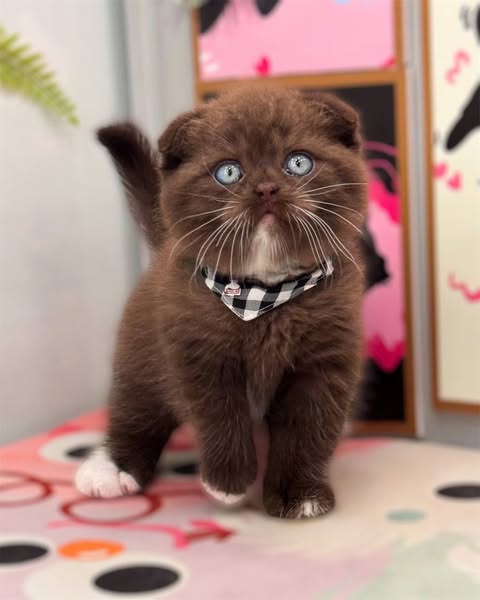 Scottish Fold