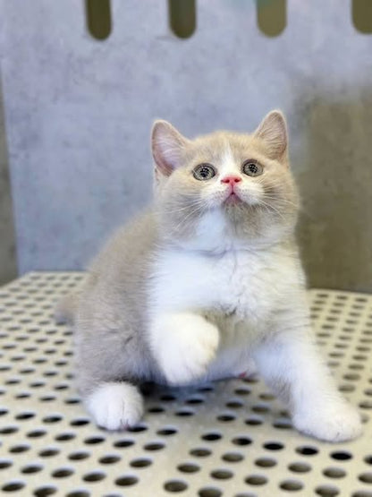 British Shorthair