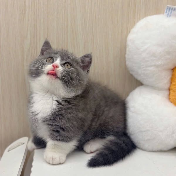 Munchkin