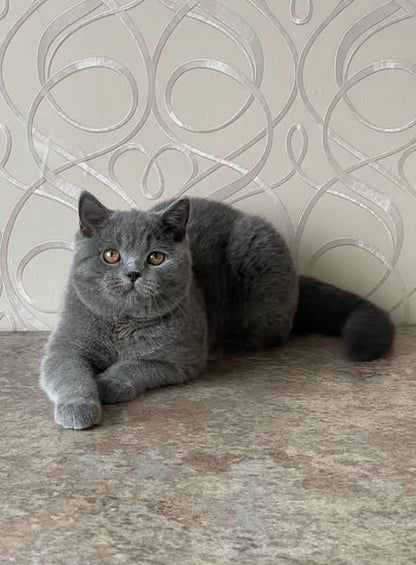 British Shorthair