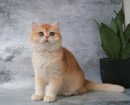 British Shorthair