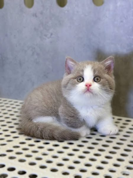 Munchkin
