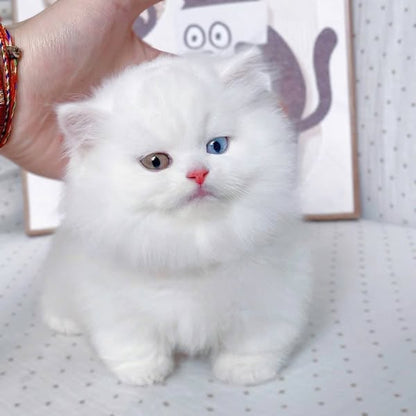Munchkin Longhair