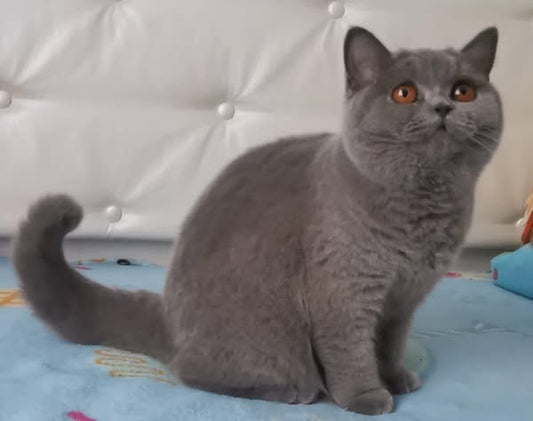 British Shorthair