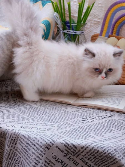 Ragdoll