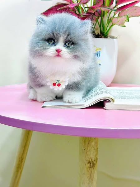 Munchkin Longhair