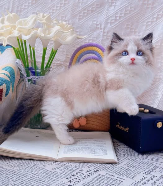 Ragdoll