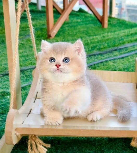 Munchkin