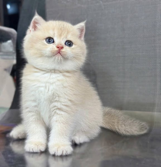British Shorthair