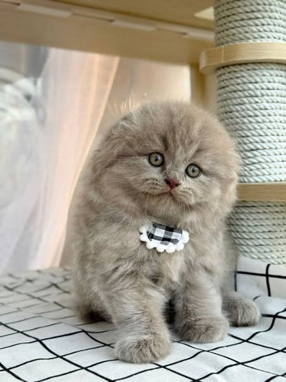Scottish Fold Longhair