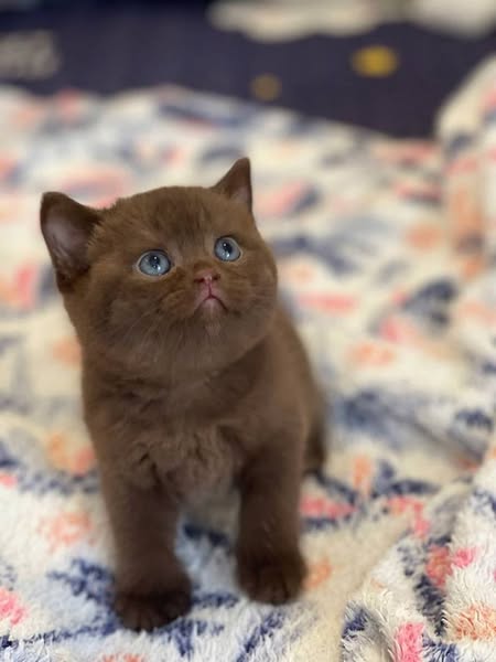 British Shorthair