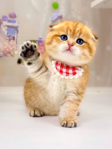 Scottish Fold