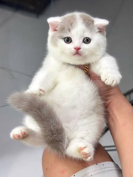 Scottish Fold