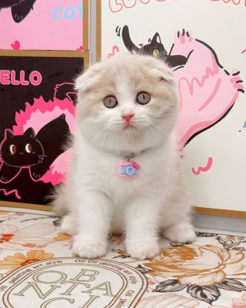 Scottish Fold