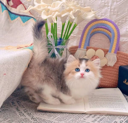 Munchkin Longhair