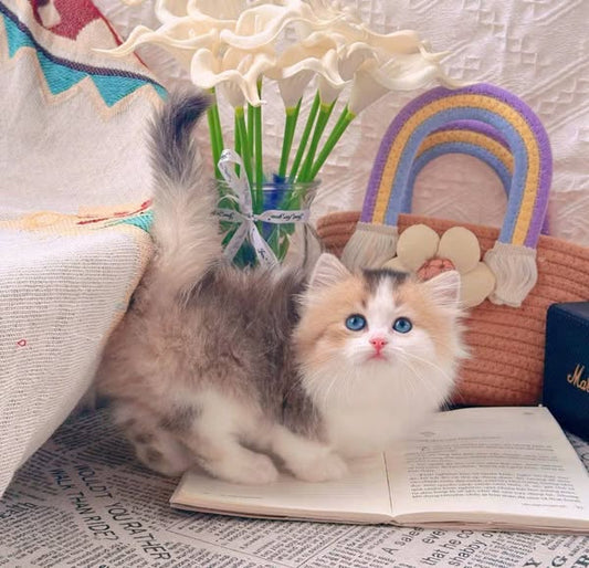 Munchkin Longhair