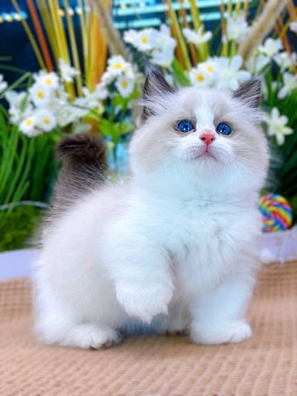 Munchkin Ragdoll