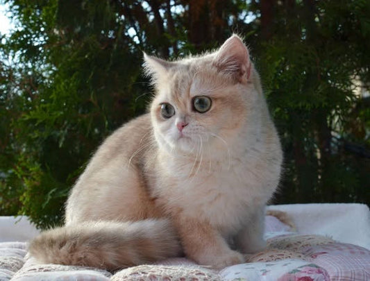 British Shorthair