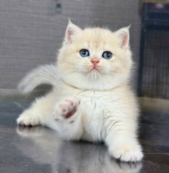 British Shorthair