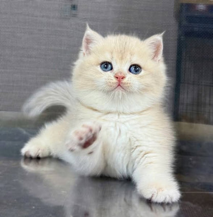 British Shorthair