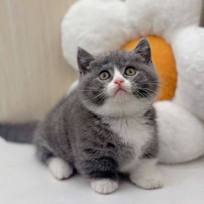 Munchkin