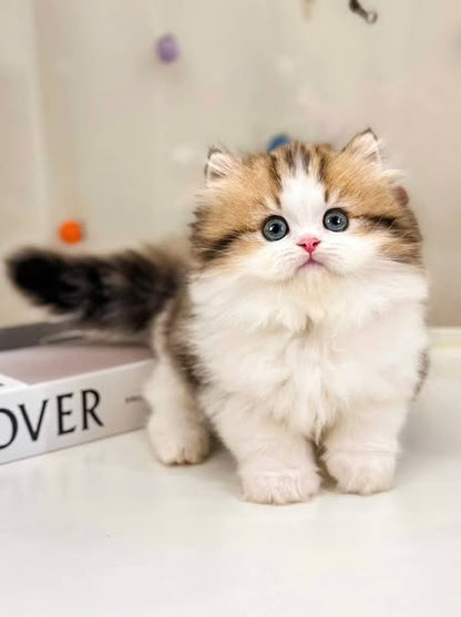 British Longhair