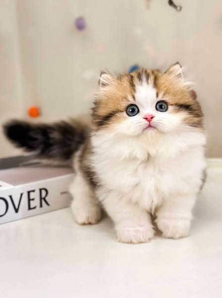 British Longhair