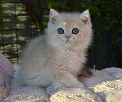 British Shorthair