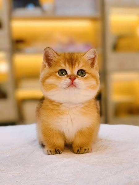 Munchkin