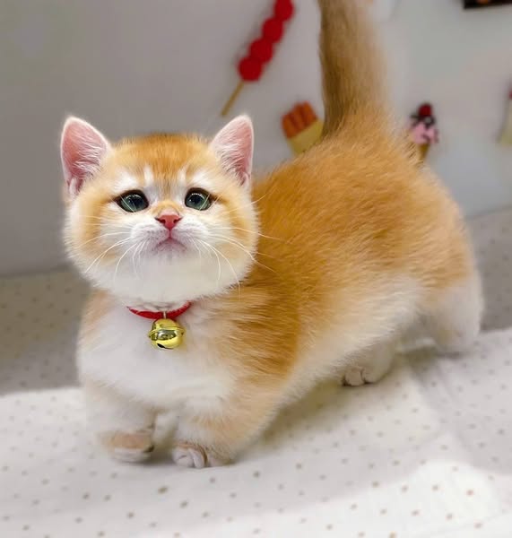 Munchkin