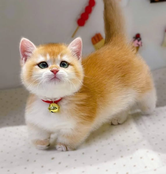 Munchkin