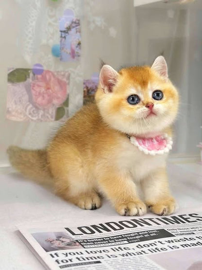 British Shorthair