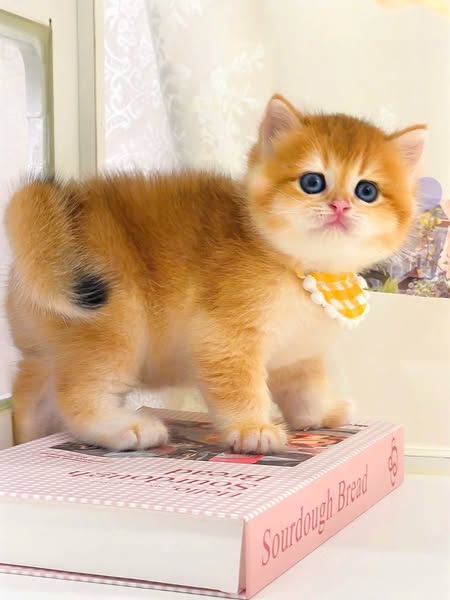 British Shorthair
