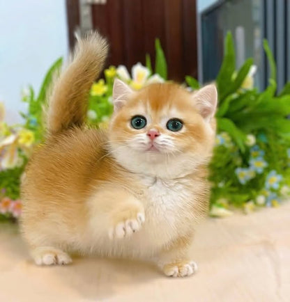 Munchkin