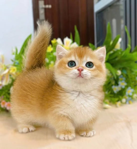 Munchkin