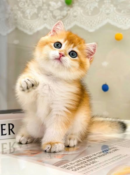 British Shorthair