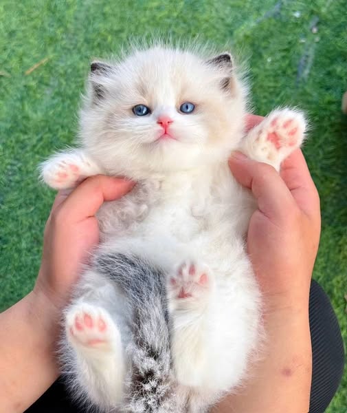 Ragdoll