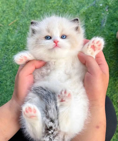 Ragdoll