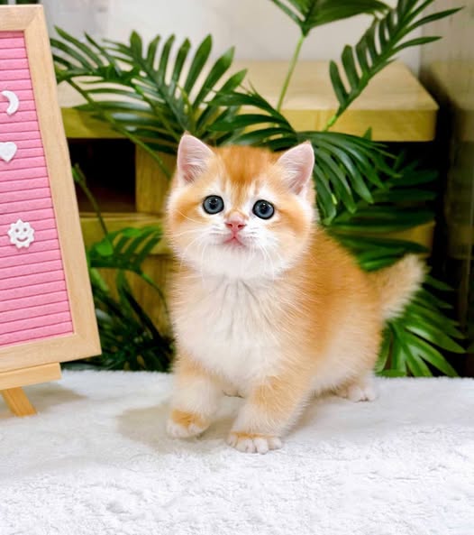 British Shorthair