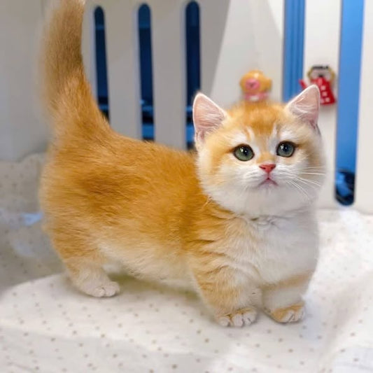 Munchkin