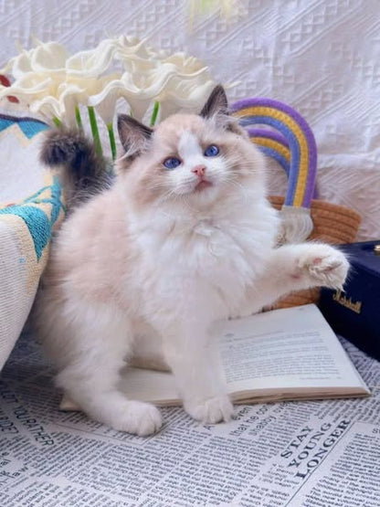 Ragdoll