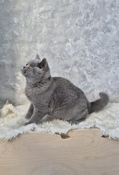 British Shorthair