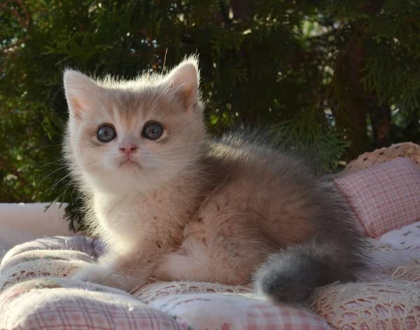 British Shorthair