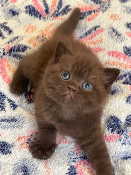 British Shorthair