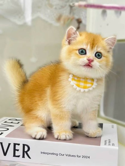 British Shorthair